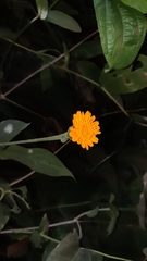 Lasianthaea macrocephala