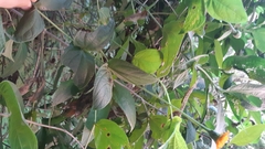 Lasianthaea macrocephala