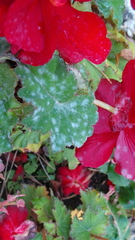 Erysiphe begoniicola
