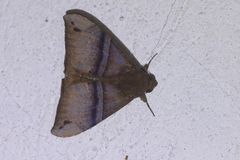 Ophisma tropicalis