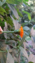 Lasianthaea macrocephala