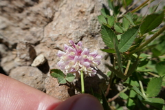 Trifolium productum