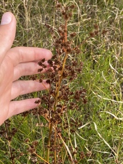 Cladium mariscoides