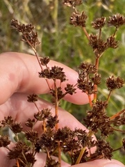 Cladium mariscoides