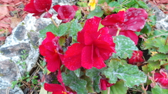 Erysiphe begoniicola