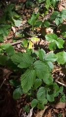 Fragaria vesca vesca