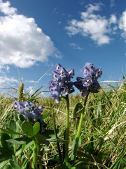 Corydalis pauciflora