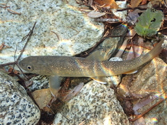 Salvelinus confluentus