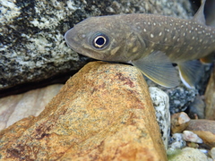 Salvelinus confluentus