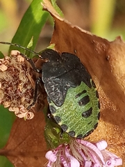 Palomena prasina