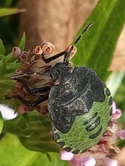 Palomena prasina