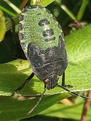 Palomena prasina