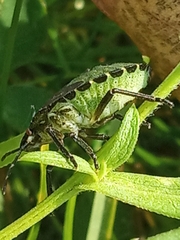 Palomena prasina