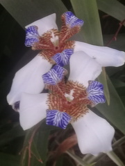Trimezia gracilis