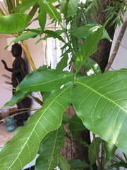 Melicoccus bijugatus