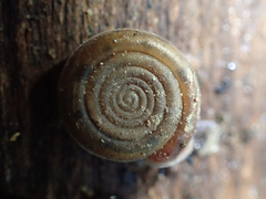 Helicodonta angigyra