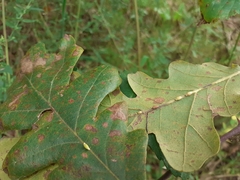 Pseudoneuroterus saliens