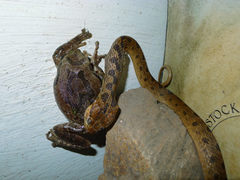 Leptodeira splendida