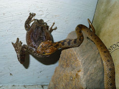 Leptodeira splendida