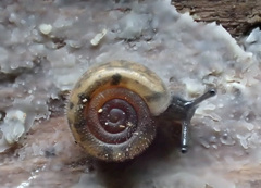 Helicodonta angigyra