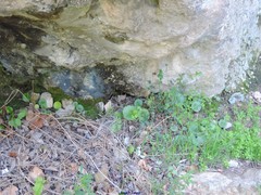 Sanguisorba lateriflora