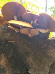 Cyclocybe parasitica
