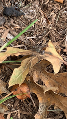 Sympetrum ambiguum