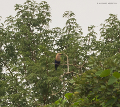 Coracias cyanogaster