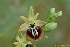 Ophrys sphegodes aesculapii