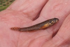Etheostoma microperca