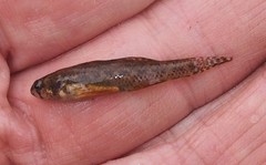 Etheostoma microperca