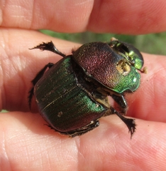 Phanaeus difformis