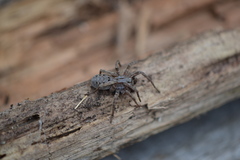 Alopecosa inquilina