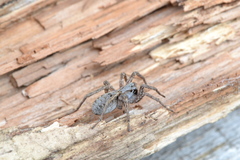 Alopecosa inquilina