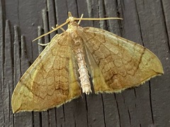 Eulithis luteolata
