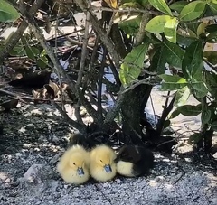 Cairina moschata domestica