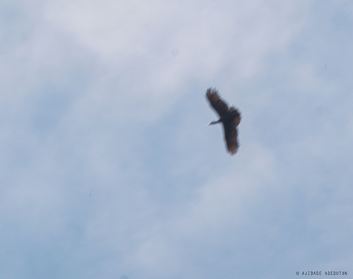 Hamerkop