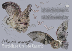 Canary Long-Eared Bat photo 2