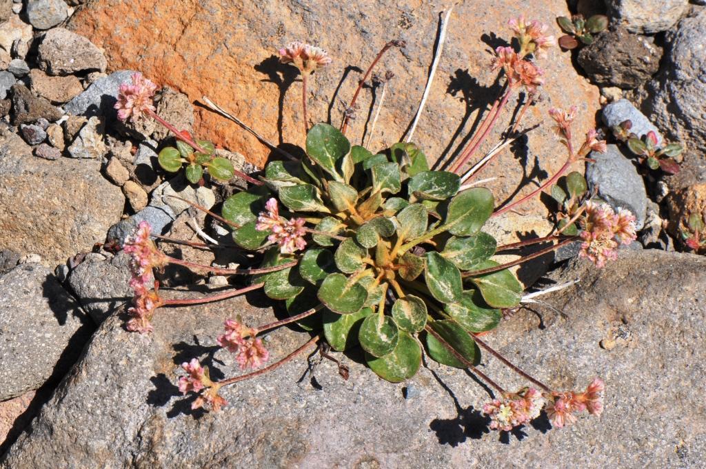 Eriogonum pyrolifolium var. coryphaeum
