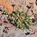 Eriogonum pyrolifolium coryphaeum - Photo (c) Edward Lisowski, osa oikeuksista pidätetään (CC BY-NC), lähettänyt Edward Lisowski