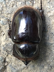 Heterogomphus