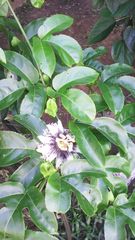 Passiflora edulis flavicarpa