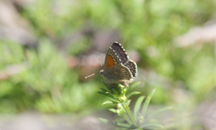 Pseudolucia chilensis