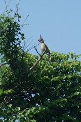 Cardinalis phoeniceus