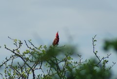 Cardinalis phoeniceus
