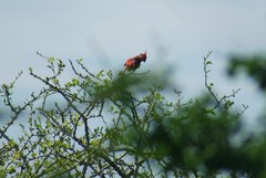 Cardinalis phoeniceus