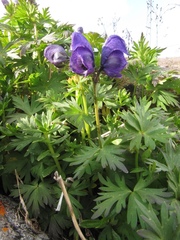 Aconitum paskoi