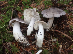 Tricholoma