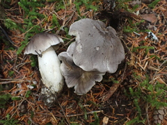 Tricholoma