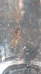 Eratigena